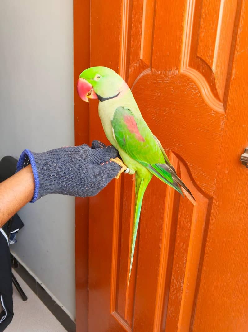 raw parrot 0