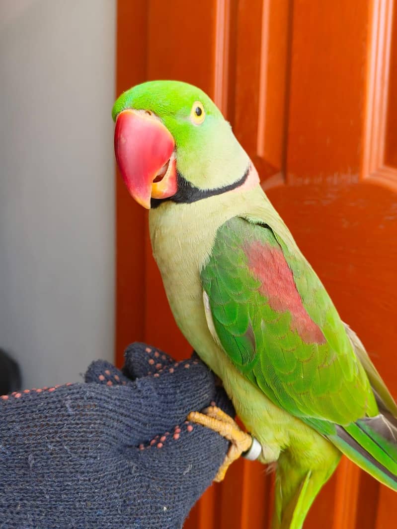 raw parrot 1