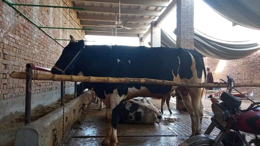 Qurbani bull (Donda)