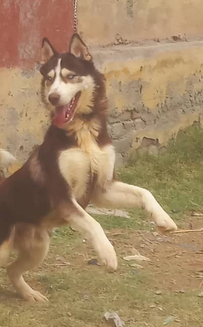 pure siberian husky male blue eyes long hair healthy and active