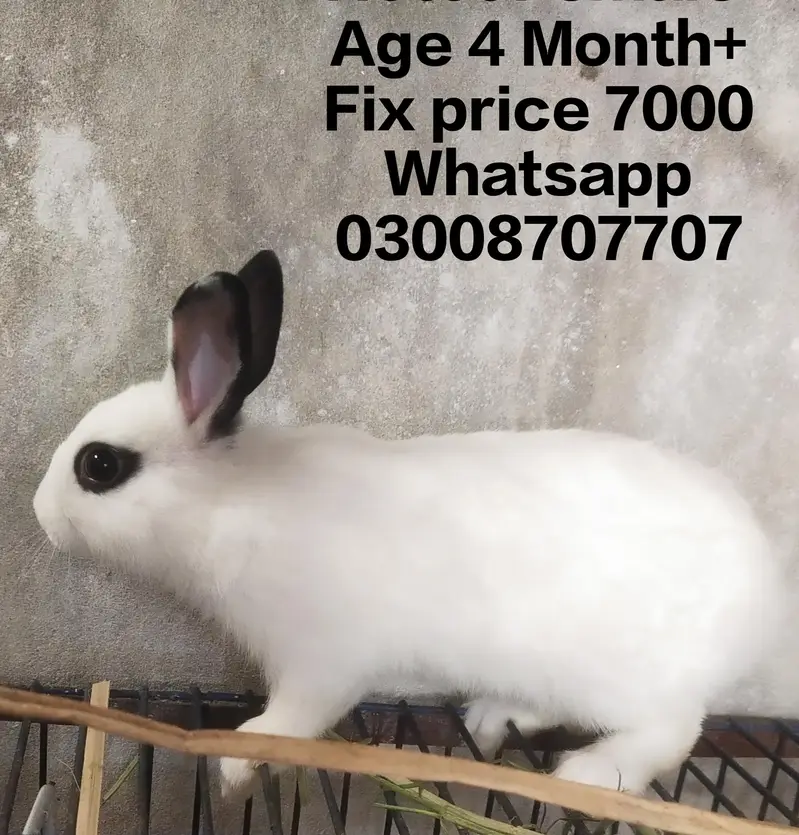 hotot drawf bunnies , Red eyes