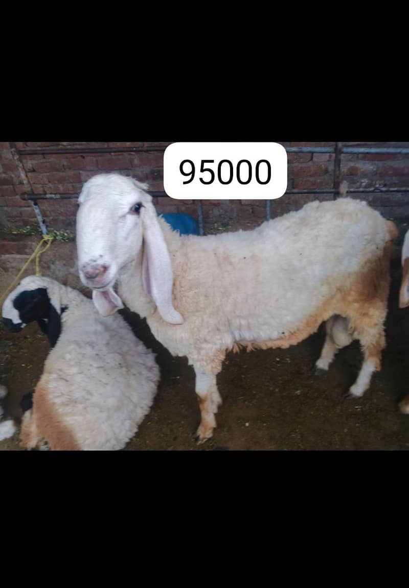 goots 3