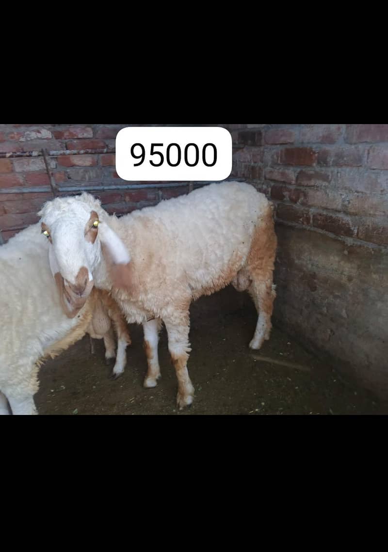 goots 4