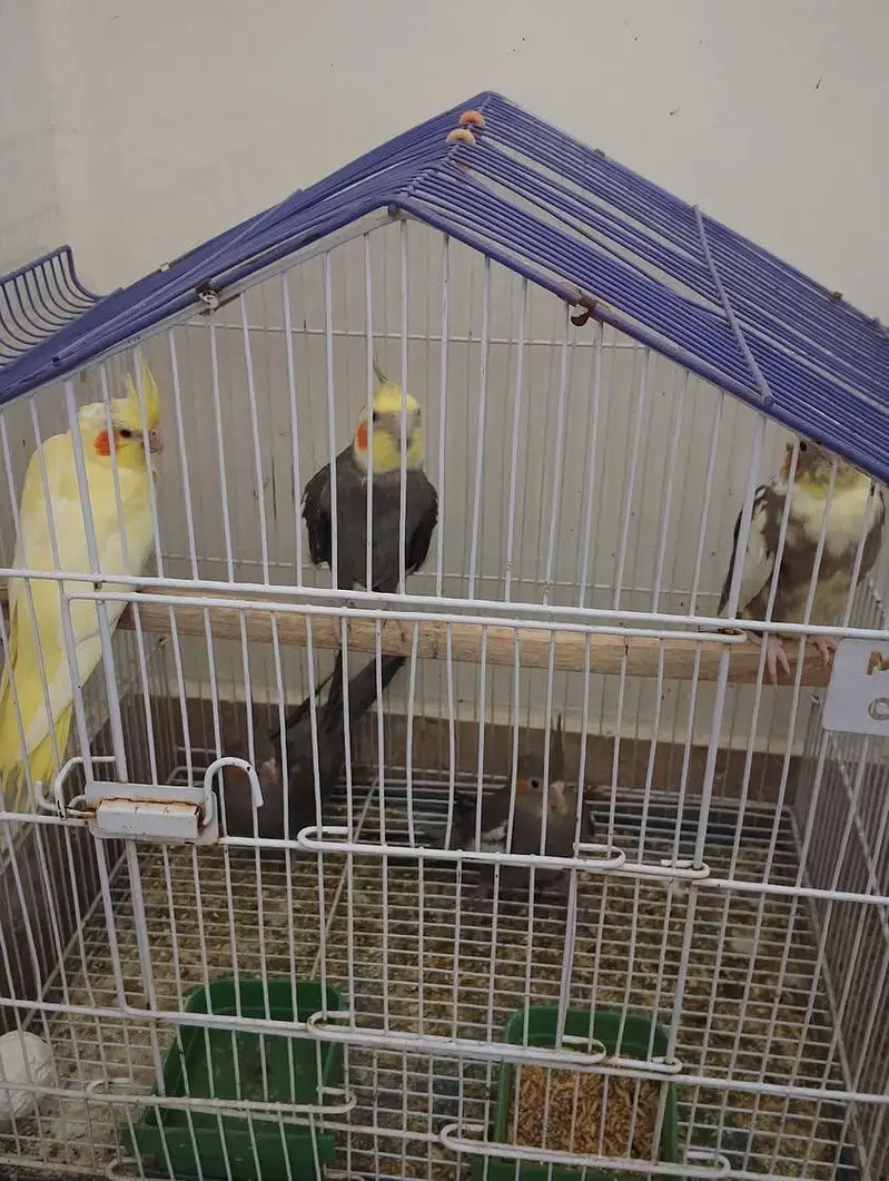 cockatiel breeder pair with chicks and aseel hen with chicks