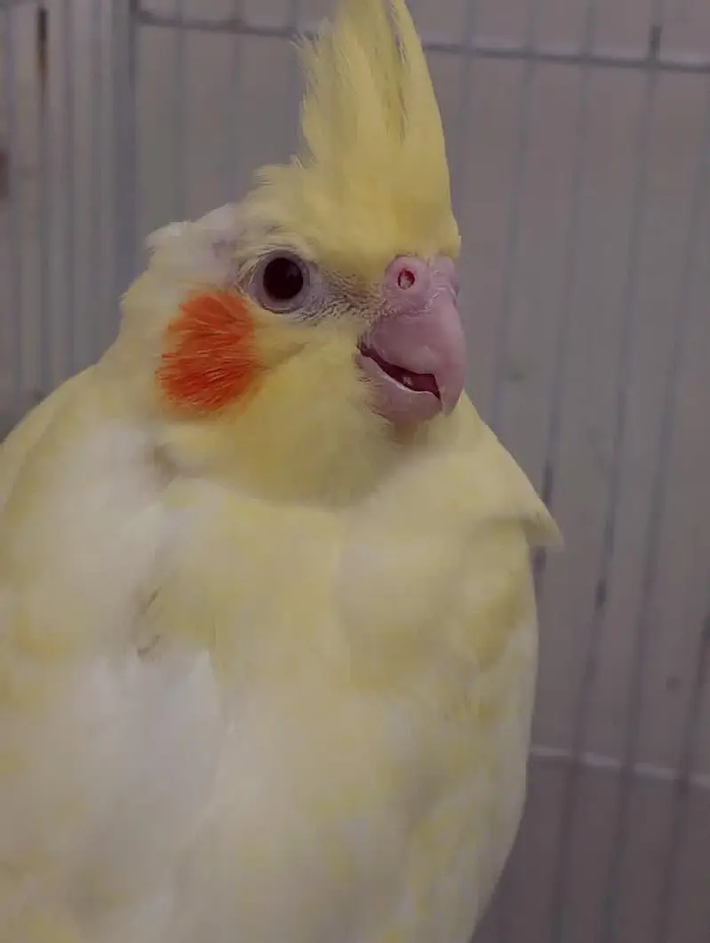 cockatiel breeder pair with chicks and aseel hen with chicks — photo 2