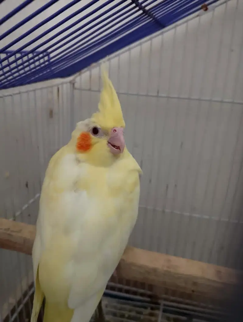cockatiel breeder pair with chicks and aseel hen with chicks — photo 3