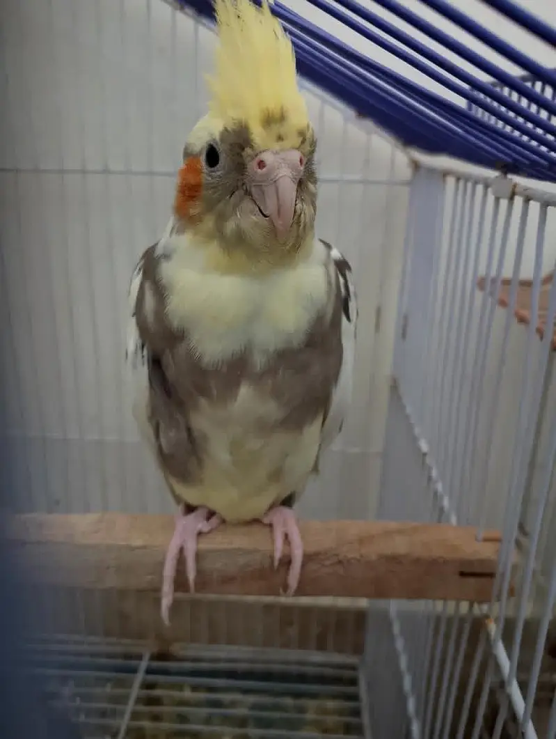 cockatiel breeder pair with chicks and aseel hen with chicks — photo 4