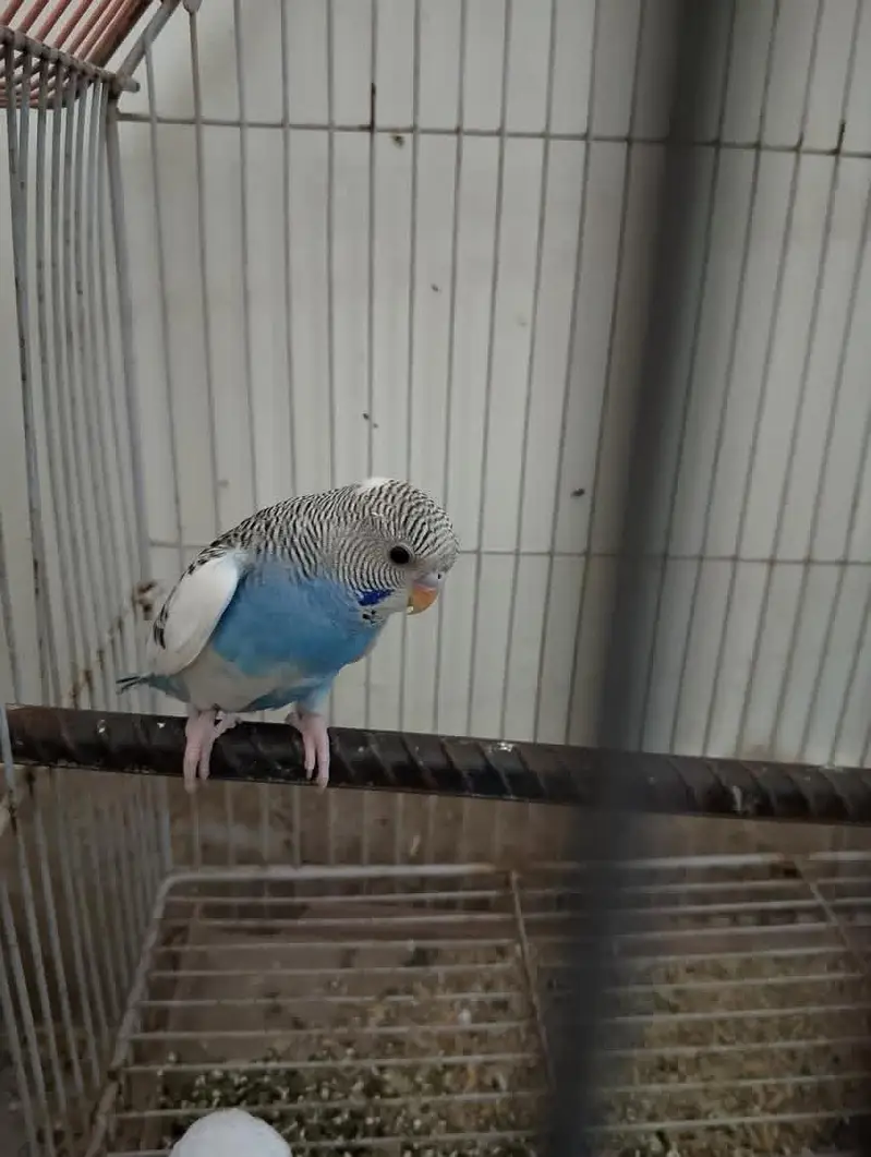 cockatiel breeder pair with chicks and aseel hen with chicks — photo 5