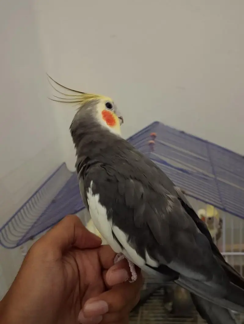 cockatiel breeder pair with chicks and aseel hen with chicks — photo 6