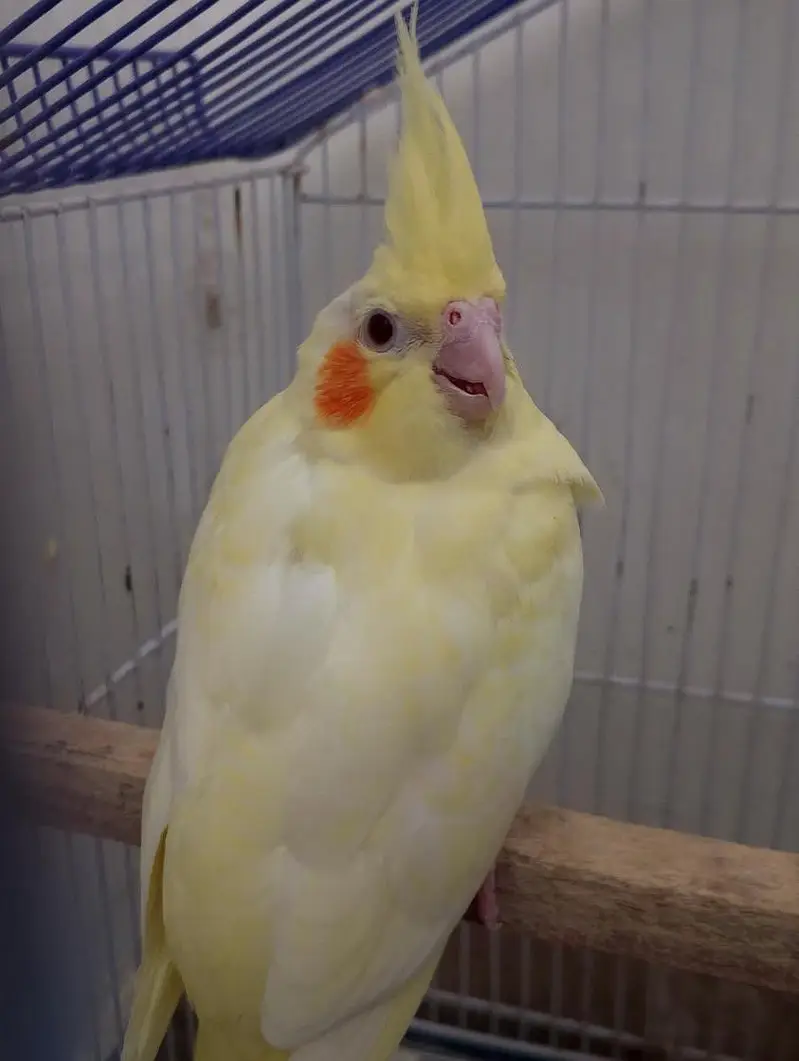 cockatiel breeder pair with chicks and aseel hen with chicks — photo 10