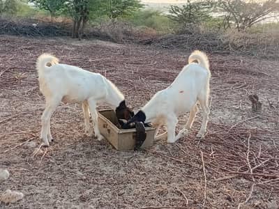 Best pair for Qurbani