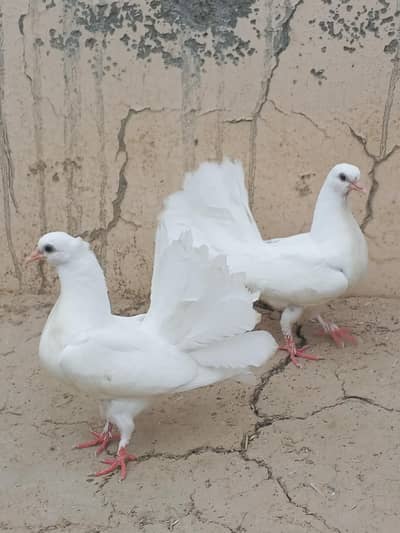 lucky pegion pair
