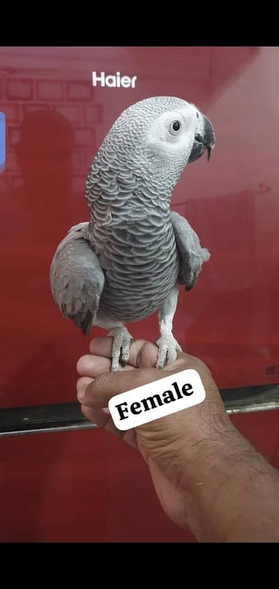 African gray female