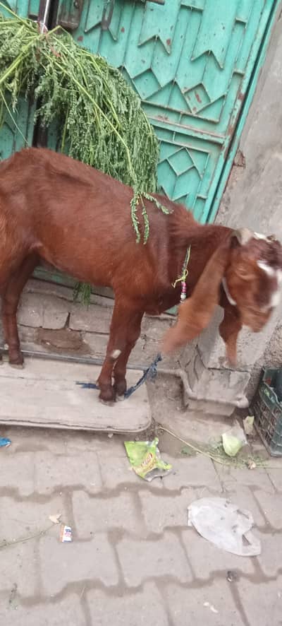 4 teeth bakra.    for qurbani