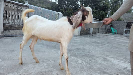 Male Goat
