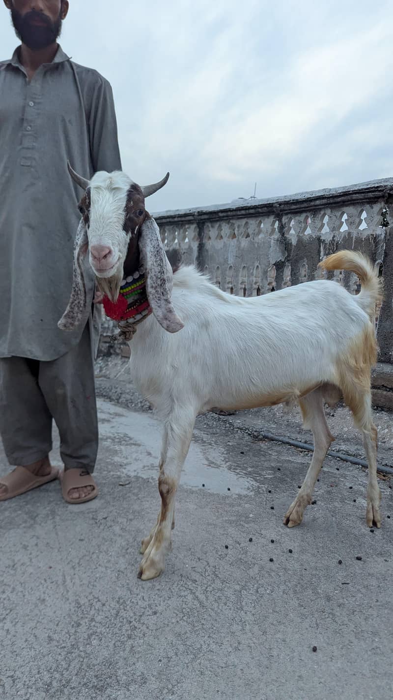 Bakra 1