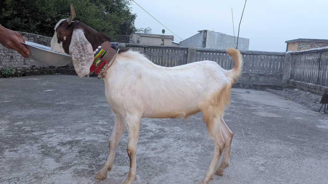 Bakra 2