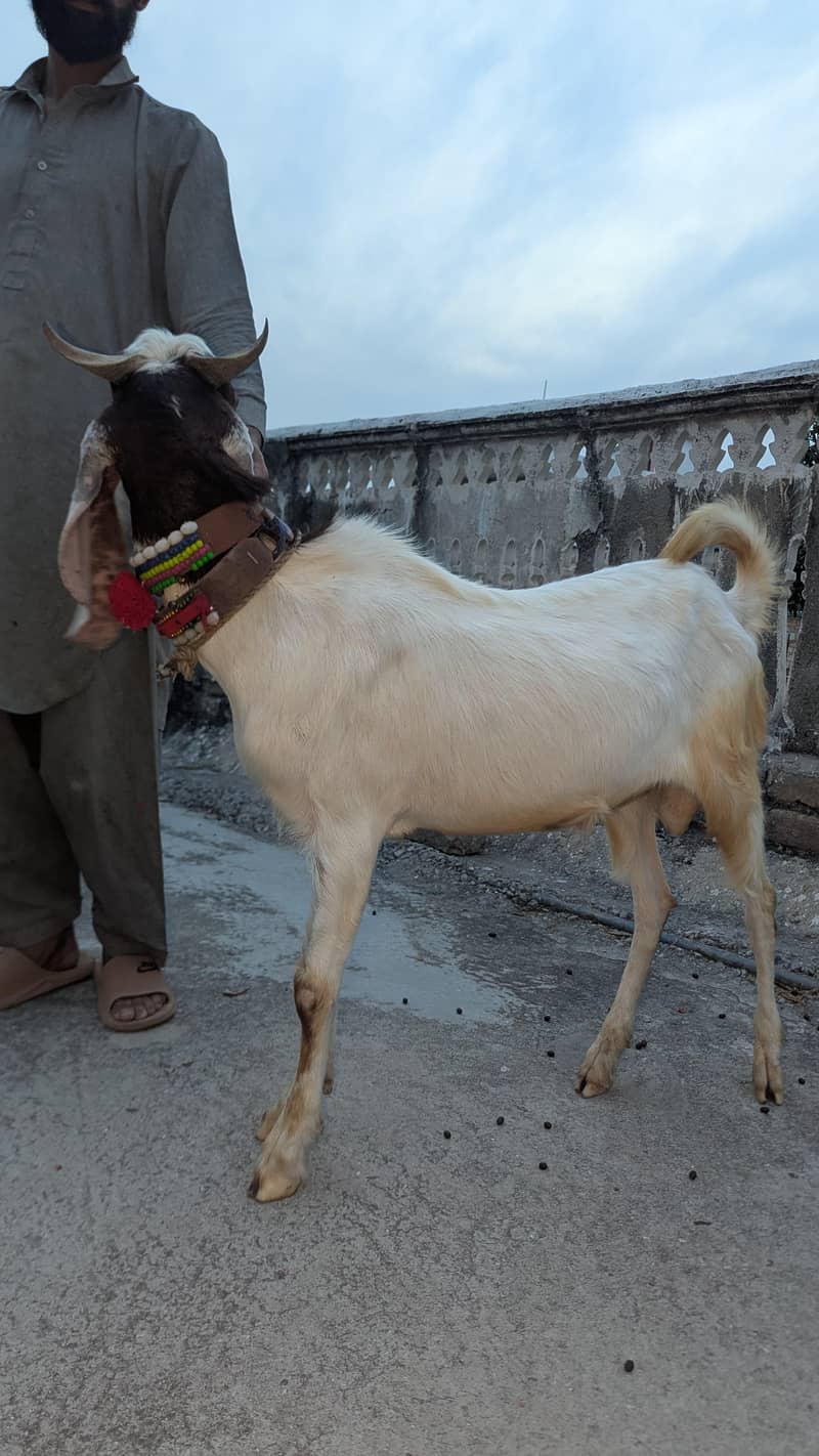 Bakra 3