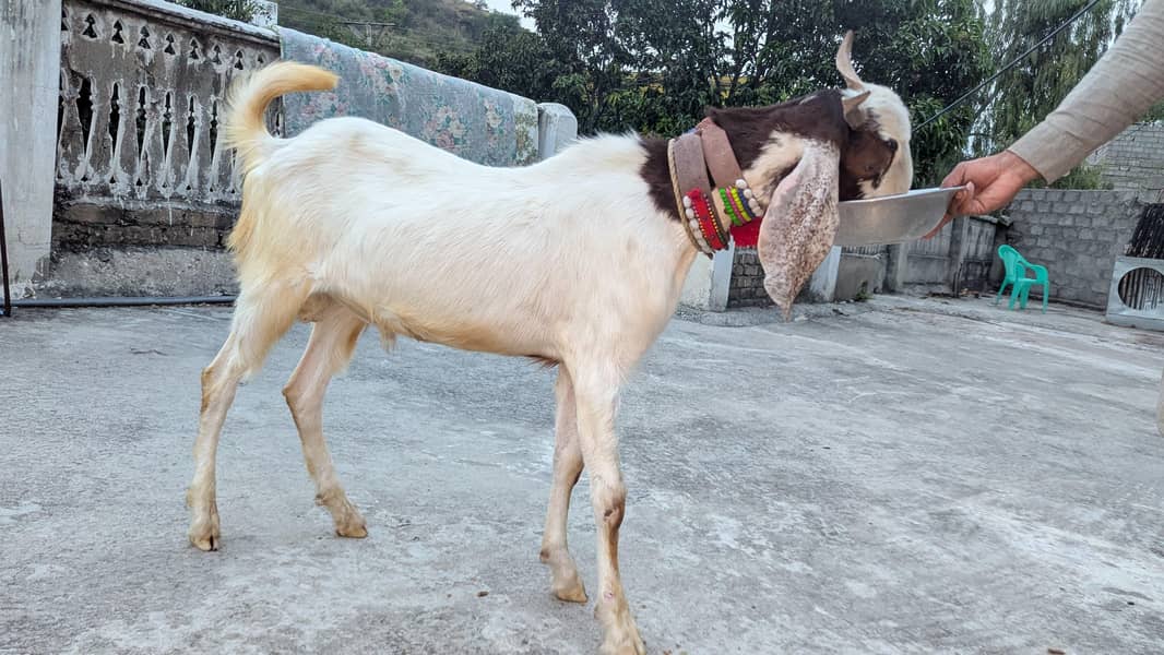 Bakra 4