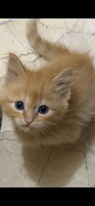 Persian kitten black and orange