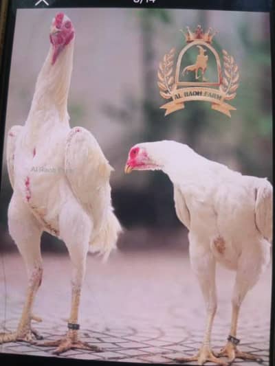 white oh shamo extreme quality for sale
