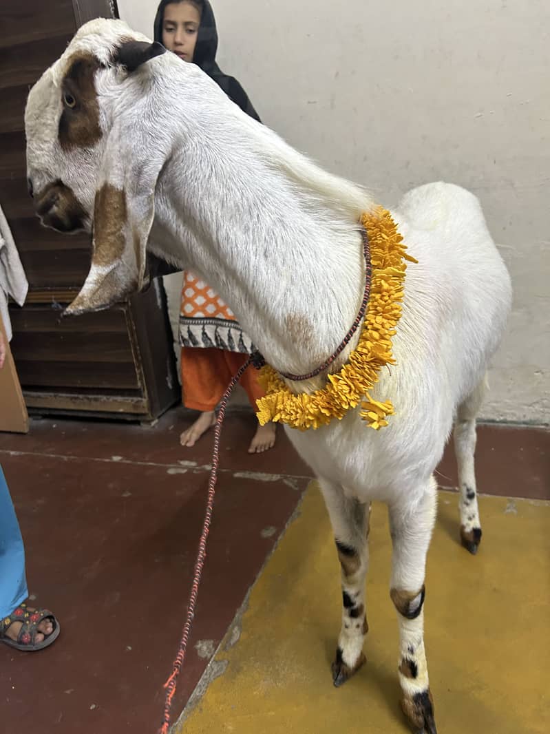 2 Dant khassi bakra 0