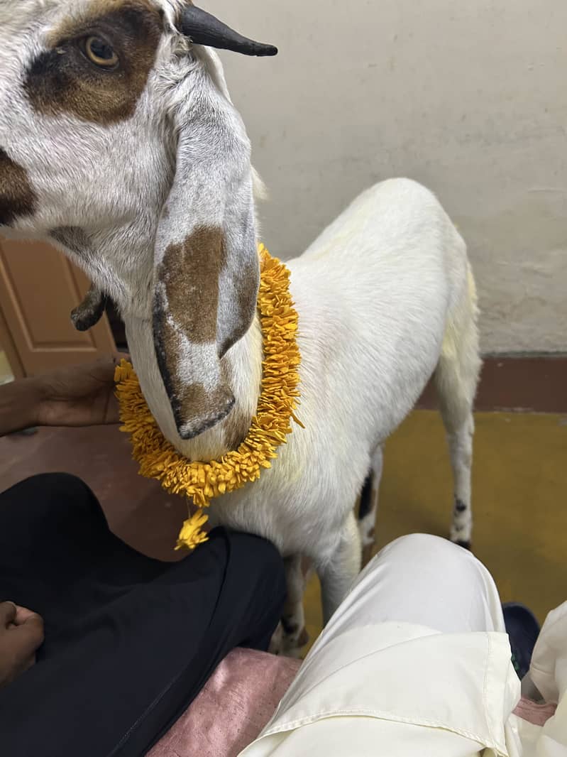2 Dant khassi bakra 1