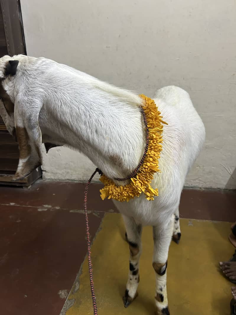 2 Dant khassi bakra 4