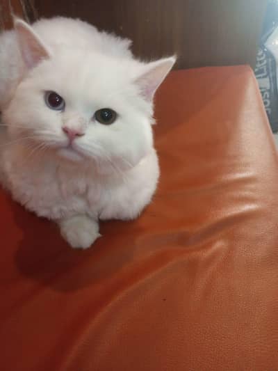 odd eyes persian cat for sale
