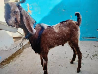 Bakra for sale Qurabi 2k26