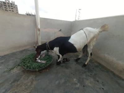 goat kamori gulabe cross