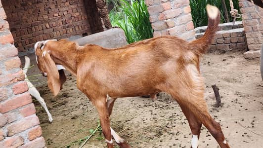 Barron ki Jodi for sale