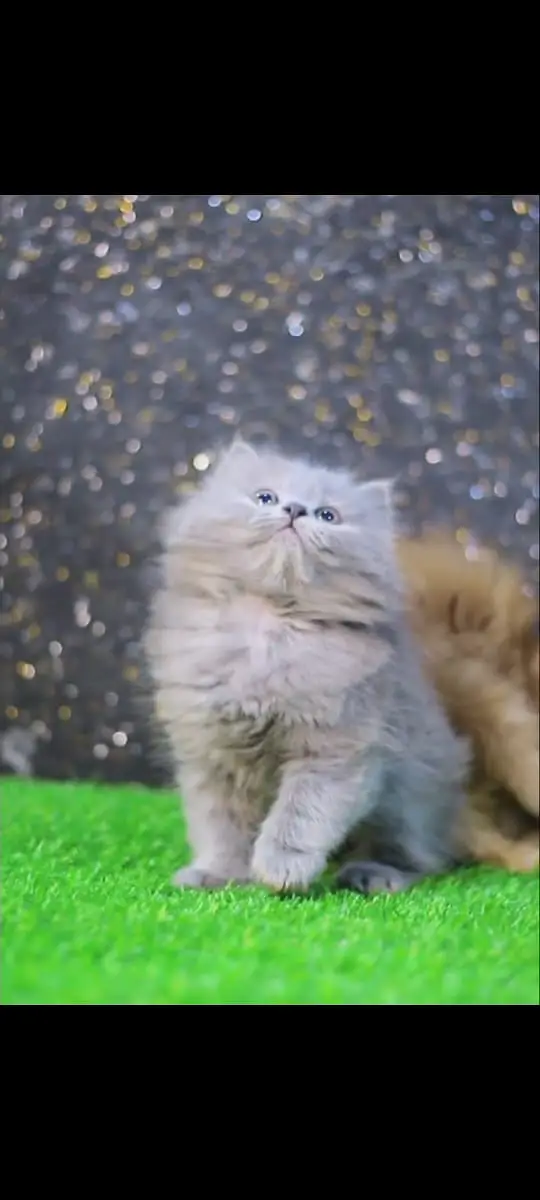 Cats | Kittens | Billi | Tripple coat kittens | Tripple coat cat | cat — photo 4