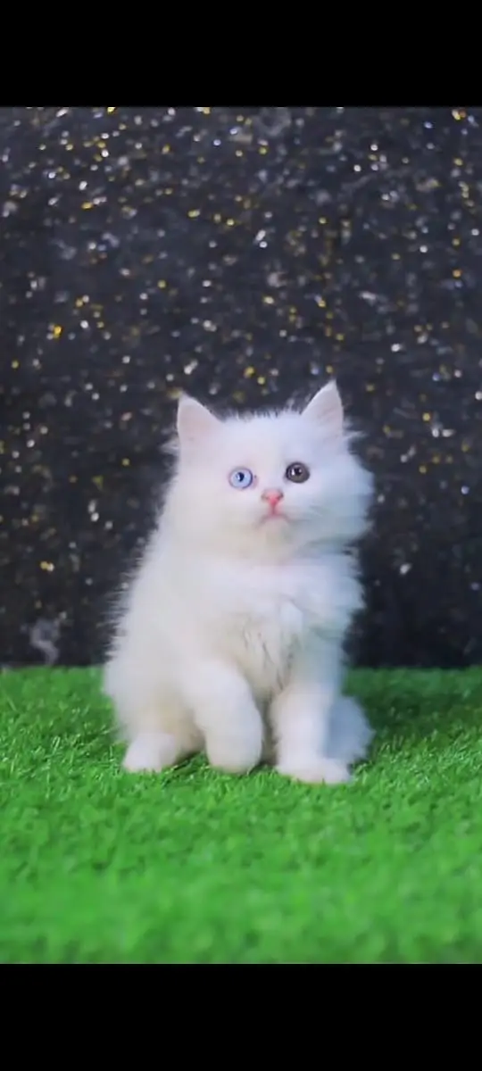 Cats | Kittens | Billi | Tripple coat kittens | Tripple coat cat | cat — photo 7