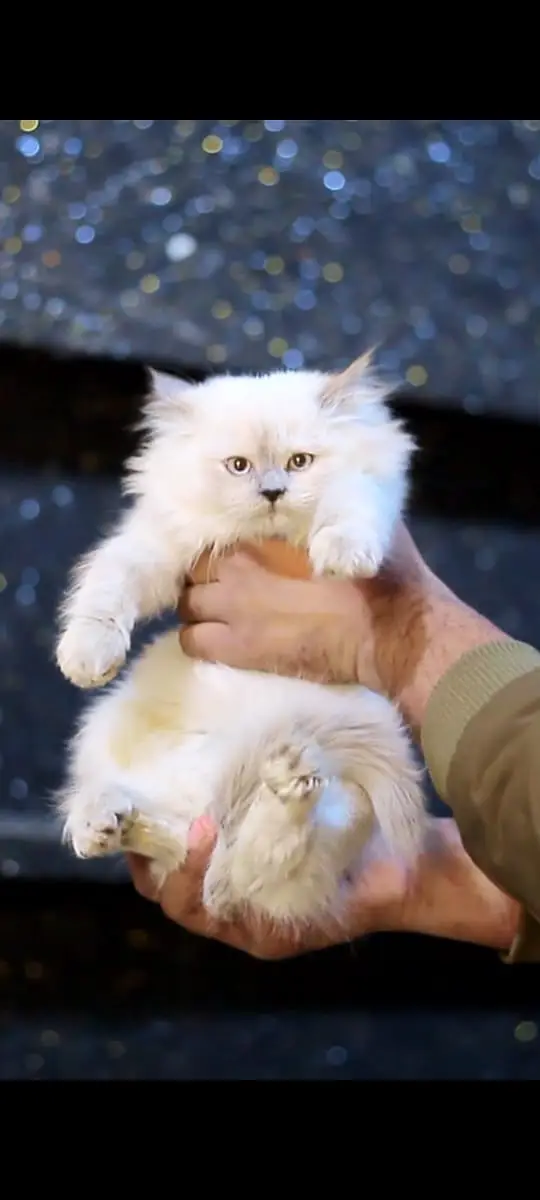 Cats | Kittens | Billi | Tripple coat kittens | Tripple coat cat | cat — photo 9