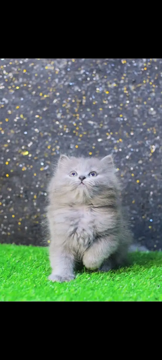 Cats | Kittens | Billi | Tripple coat kittens | Tripple coat cat | cat — photo 10