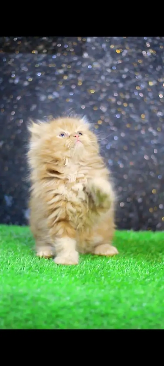 Cats | Kittens | Billi | Tripple coat kittens | Tripple coat cat | cat — photo 12