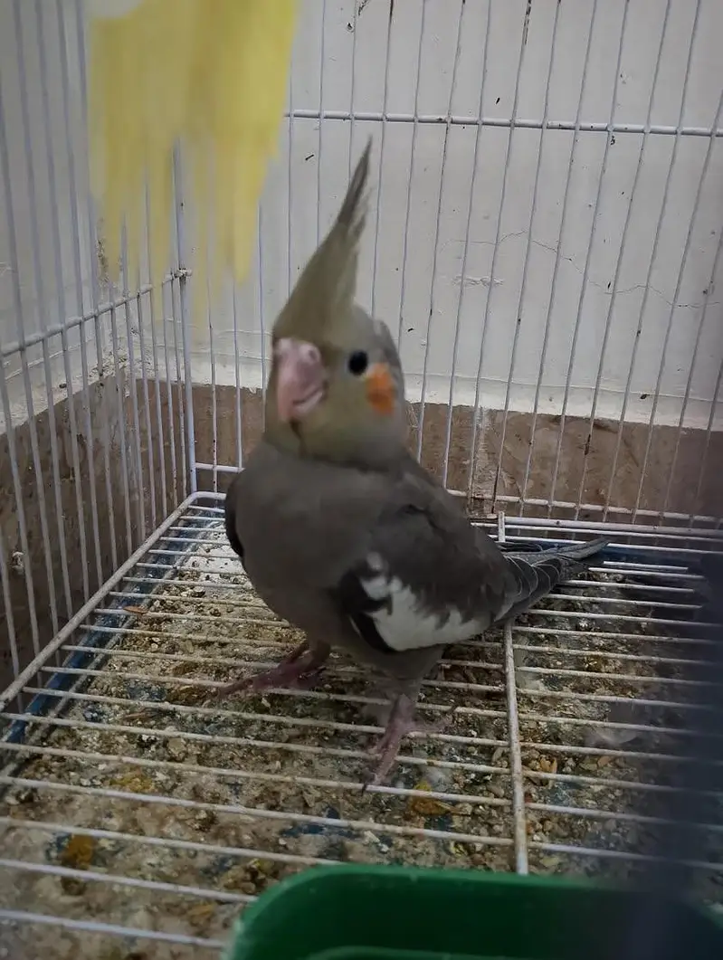 cockatiel breeder pair with chicks and aseel hen with chicks — photo 11