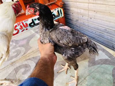 Aseel quality chicks available all age