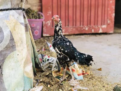 Aseel quality chicks available all age