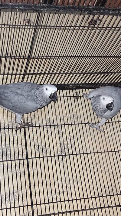 urgent sale!! African grey parrot Kangoo size!!