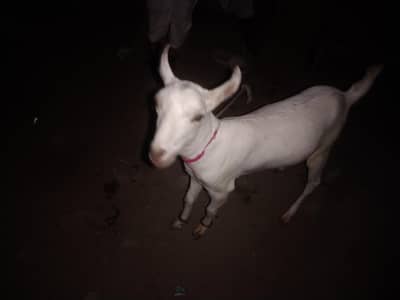 White Tapri Jori For Sale