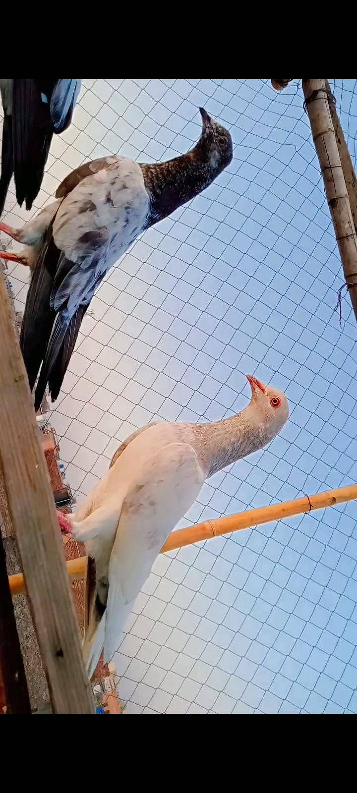 Slyti Pair 1