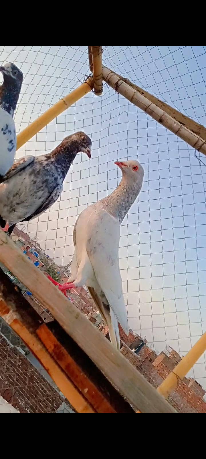 Slyti Pair 3