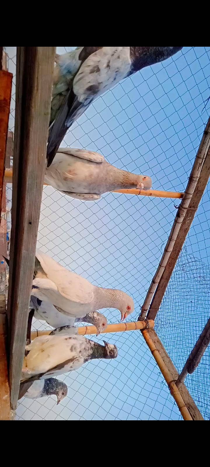 Slyti Pair 4