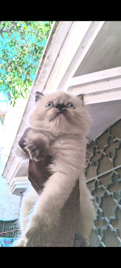 Pure himalayas  kitten
