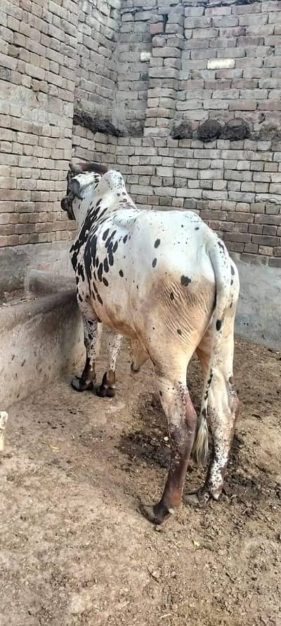 wacha Bachra Bull بچھڑا وچھا بیل
