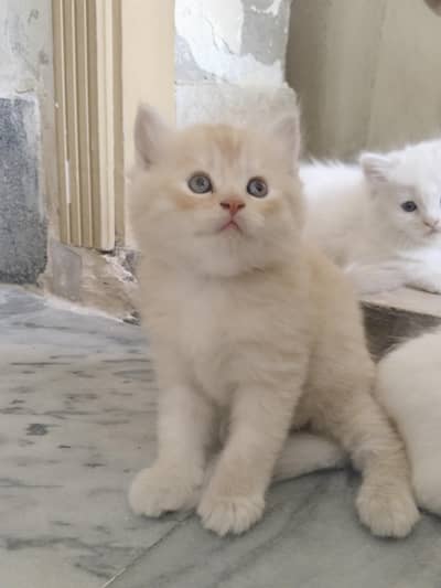 5 kittens Persian