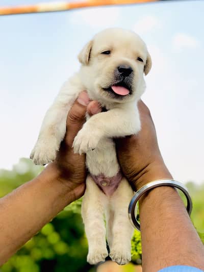 Labrador puppies
