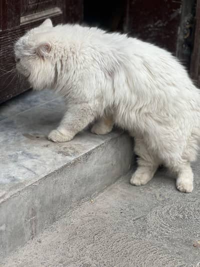 White Persian Cat for Sale | Blue Eyes | Healthy & Playful 